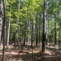 40 - acre Timber Tract in Cullman County AL images 2