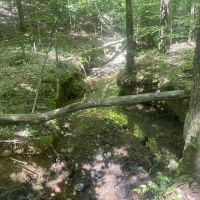 40 - acre Timber Tract in Cullman County AL images 3
