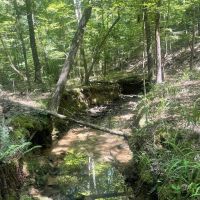 40 - acre Timber Tract in Cullman County AL images 4
