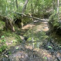40 - acre Timber Tract in Cullman County AL images 5