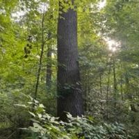 Land For Sale in Parke County IN 20 Acres - Tract 1 images 3