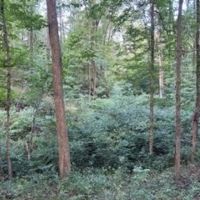 Land For Sale in Parke County IN 20 Acres - Tract 1 images 5