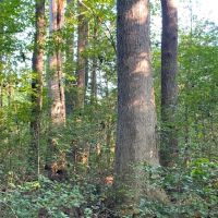 150 Deeded acres of Hunting Timber Investment Land For Sale in Sussex County VA images 2