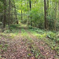 150 Deeded acres of Hunting Timber Investment Land For Sale in Sussex County VA images 3