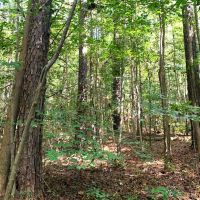 150 Deeded acres of Hunting Timber Investment Land For Sale in Sussex County VA images 4