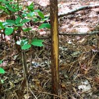 150 Deeded acres of Hunting Timber Investment Land For Sale in Sussex County VA images 5