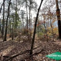 80 ac - Bottomland Hunting Tract near El Dorado - PRICE REDUCED