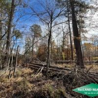 80 ac - Bottomland Hunting Tract near El Dorado - PRICE REDUCED images 2