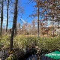 80 ac - Bottomland Hunting Tract near El Dorado - PRICE REDUCED images 4