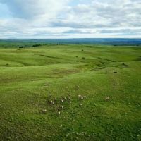 Cow Face Hill Ranch Montana images 3