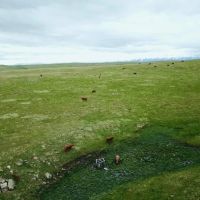 Cow Face Hill Ranch Montana images 5