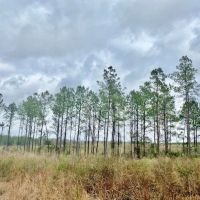 48 Acres Walthall Co. Salem School District images 2