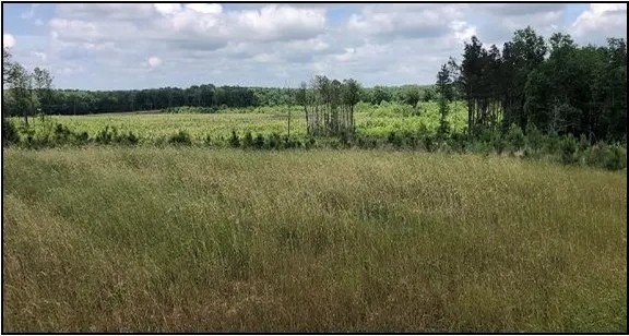 140.3 Acres in Carroll County in Vaiden MS featured image