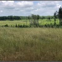 140.3 Acres in Carroll County in Vaiden MS