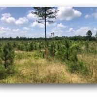 140.3 Acres in Carroll County in Vaiden MS images 2