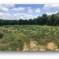 140.3 Acres in Carroll County in Vaiden MS images 3