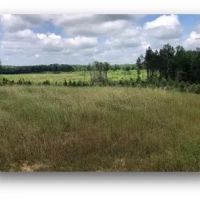 140.3 Acres in Carroll County in Vaiden MS images 4