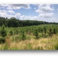 140.3 Acres in Carroll County in Vaiden MS images 5