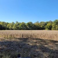 200 ac on the bluff with large lake and hardwoods and plots images 2