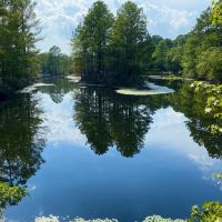 Bowie County- 468 Acres images 4