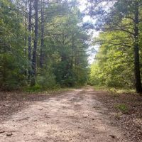 Bowie County- 468 Acres images 5
