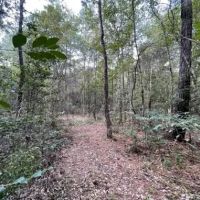 87 Acres in Jackson County in Lucedale MS images 5