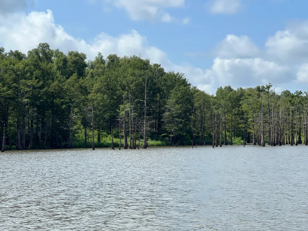 MS - Wilkinson 135 acres - featured image