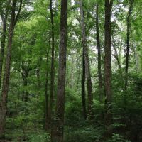 LA - Caldwell 57 acres - images 3