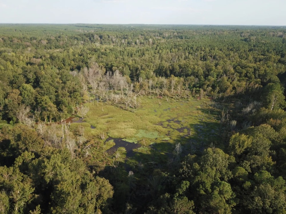 LA - Ouachita 80 acres - featured image
