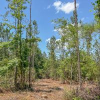 NEW LISTING 22 - Ac Pvt Rd TBD Abilene Tract 13 images 4