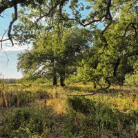 New Listing 53 - Acres Comanche County images 2