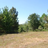 80 Acres in Webster County MS images 2