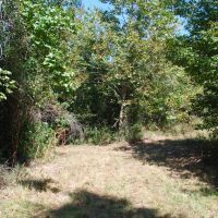 80 Acres in Webster County MS images 4