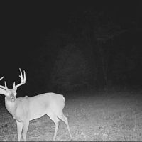 Turn-Key Hunting Property With Food Plots And Stands images 4