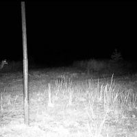 Turn-Key Hunting Property With Food Plots And Stands images 5