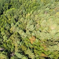 78.26 Acres in Flora in Madison County MS images 4