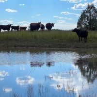 Large tract near Leipers Fork TN images 5