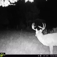 Cottonwood Creek 194