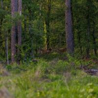 Carroll Creek Ranch images 2