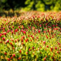 Carroll Creek Ranch images 5
