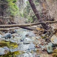 Versatile 99 Acre Tract for Sale Alexander County images 5