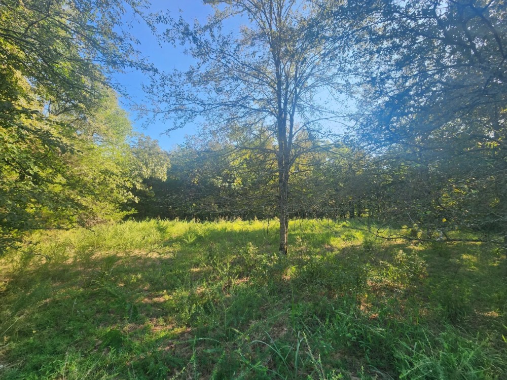Bengal woods featured image