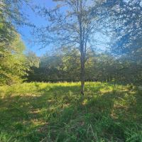 Bengal woods