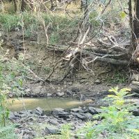 Bengal woods images 2