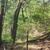 Bengal woods images 3
