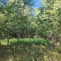 Bengal woods images 4