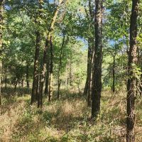 Bengal woods images 5