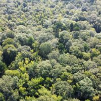 100.68 Acres in Rankin County MS images 4