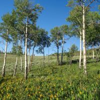 29-acre Hunting Recreation Property in Jefferson County IL images 5