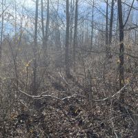 LA - West Carroll 80 acres - images 4